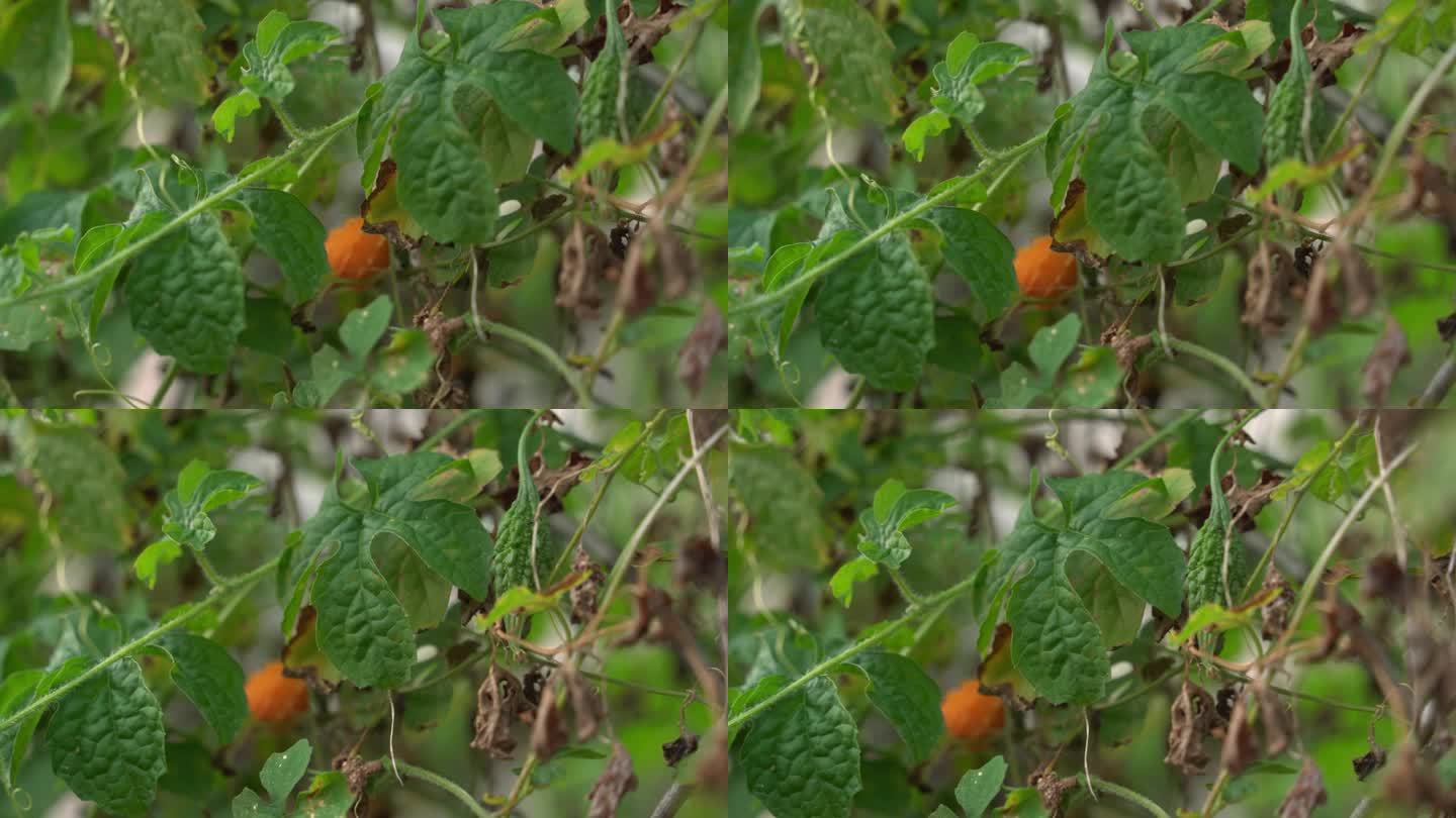 橙熟喀拉拉邦在葡萄藤上的拍摄，Cerasee苦瓜植物，喀拉拉邦挂在葡萄藤上，用来制作草药健康茶，有利