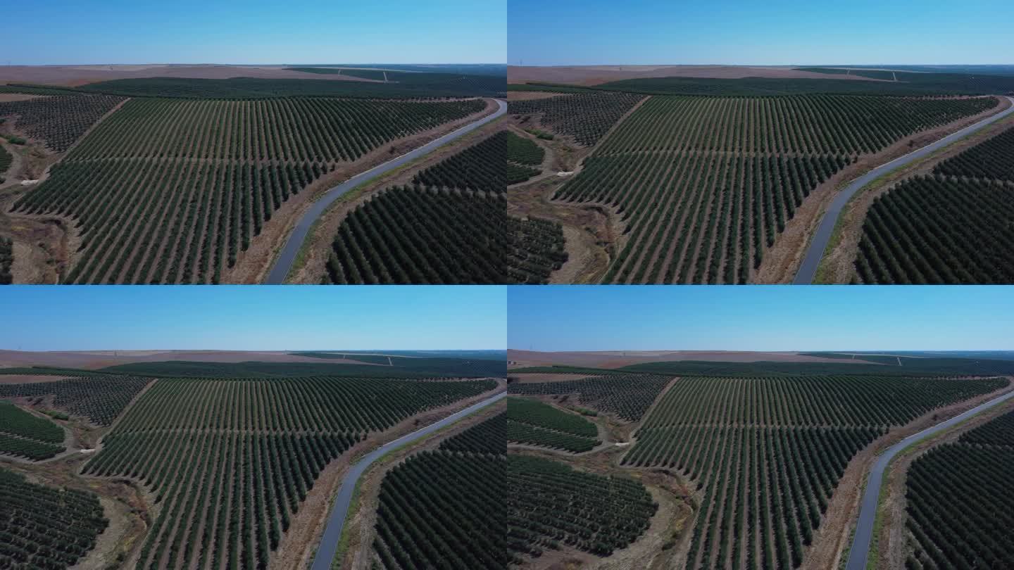 4k空中无人机视图的橄榄树田地。橄榄油生产，安达卢西亚