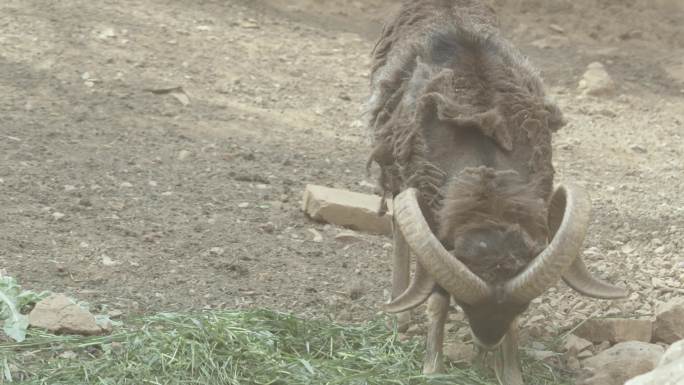 羊 斑羚羊 盘羊 藏羊 羚羊 动物园