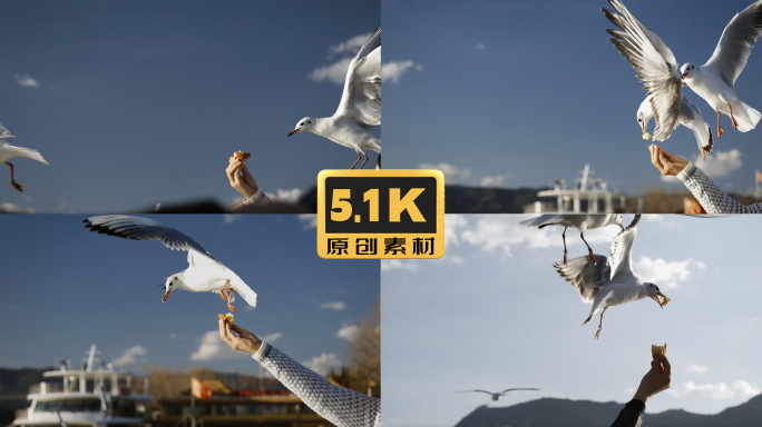 5K-飞翔中的海鸥给海鸥喂食，海鸥慢镜头