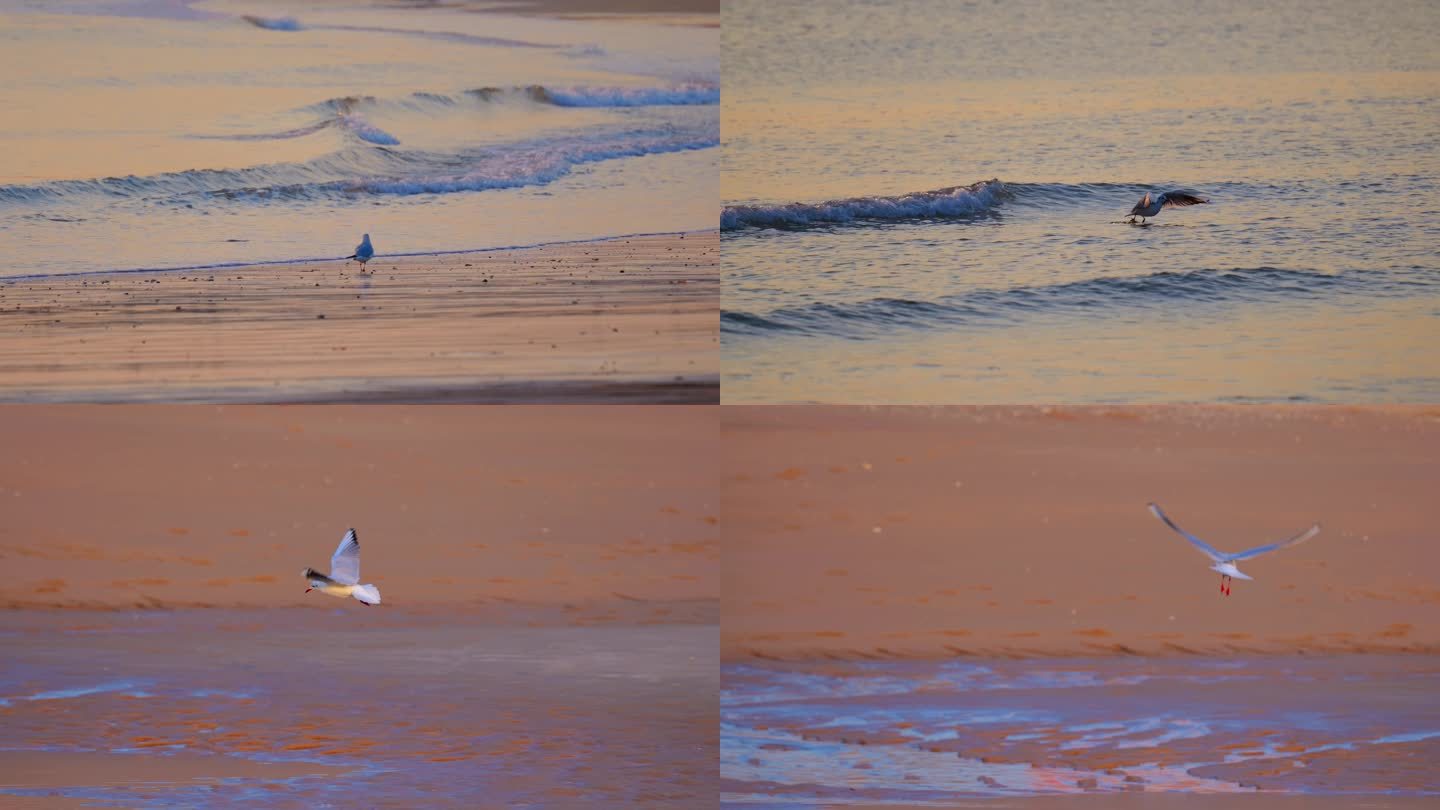 海鸟海鸥飞翔