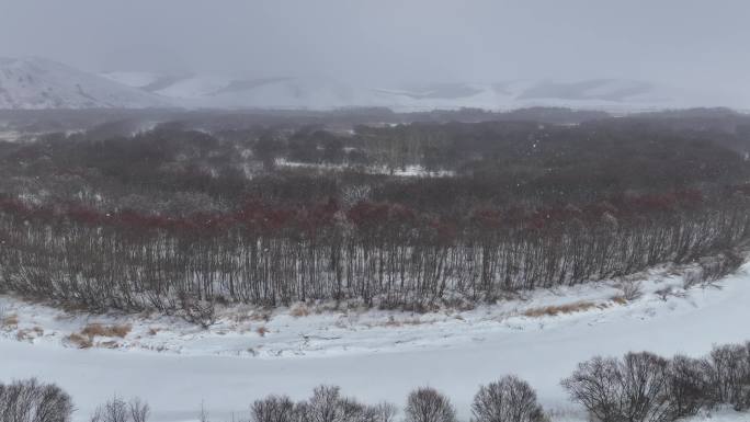 大兴安岭扎敦河湿地春天风雪红毛柳