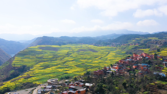 梯田油菜花新农村