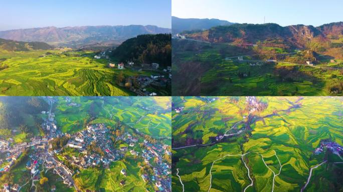 梯田油菜花新农村