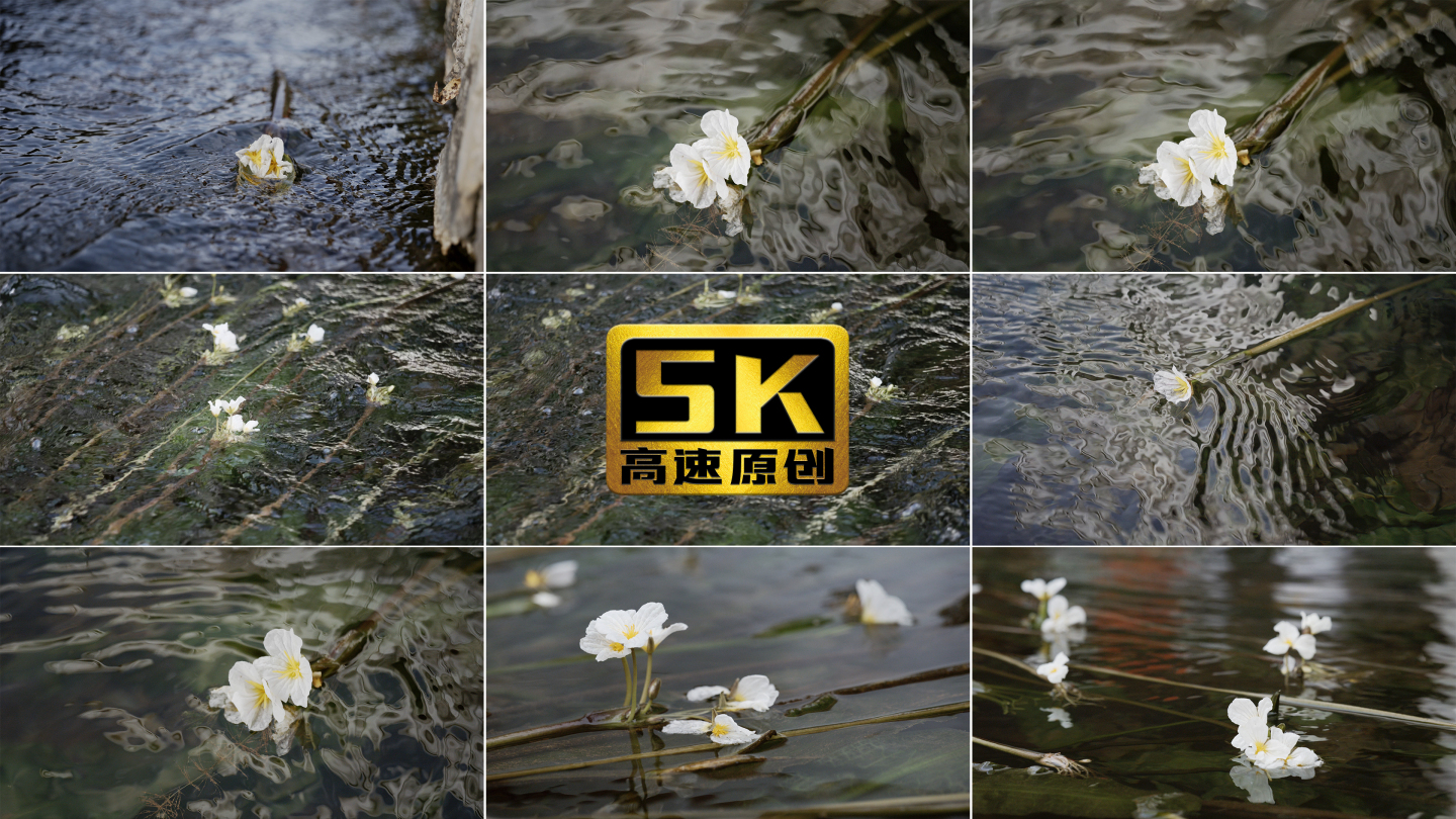 【5K】水性杨花，清澈水流，海菜花特写