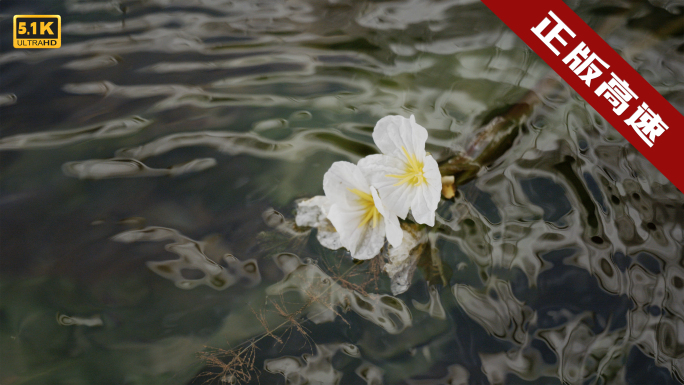 【5K】水性杨花，清澈水流，海菜花特写