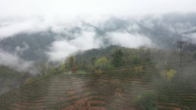 高山茶园