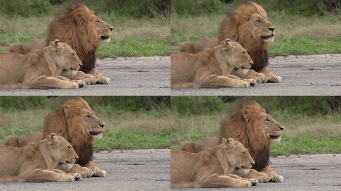 两只狮子在一条铺好的路上休息，微风习习。