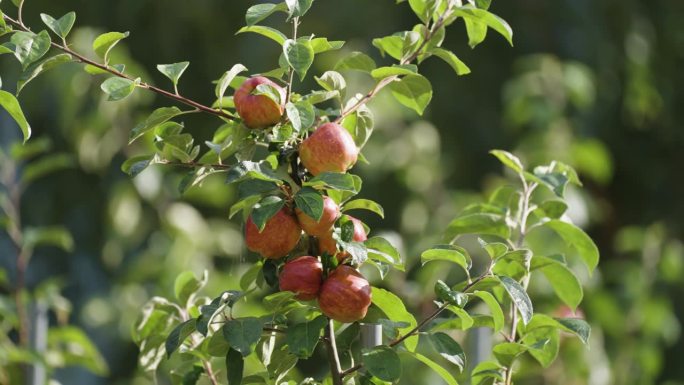 挪威哈丹格尔果园里成熟的红苹果。近景视差镜头。