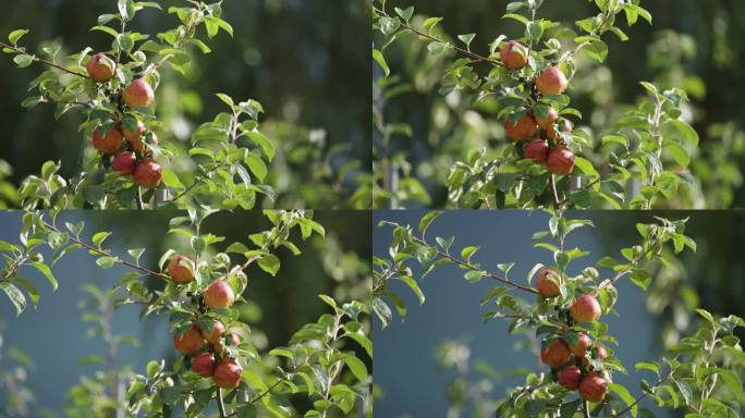 挪威哈丹格尔果园里成熟的红苹果。近景视差镜头。