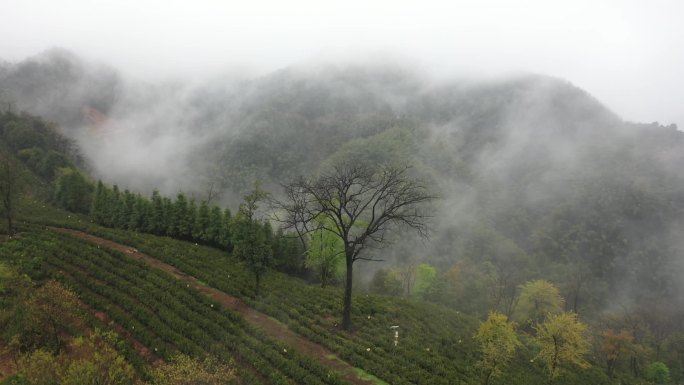 高山茶园