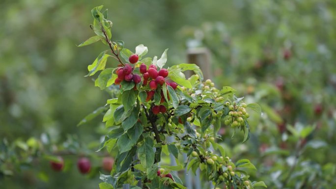 挪威哈丹格尔果园里小树上的迷你红苹果。近景视差拍摄。