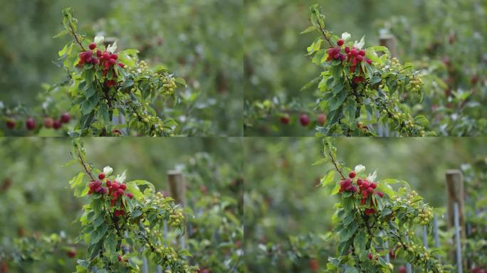 挪威哈丹格尔果园里小树上的迷你红苹果。近景视差拍摄。