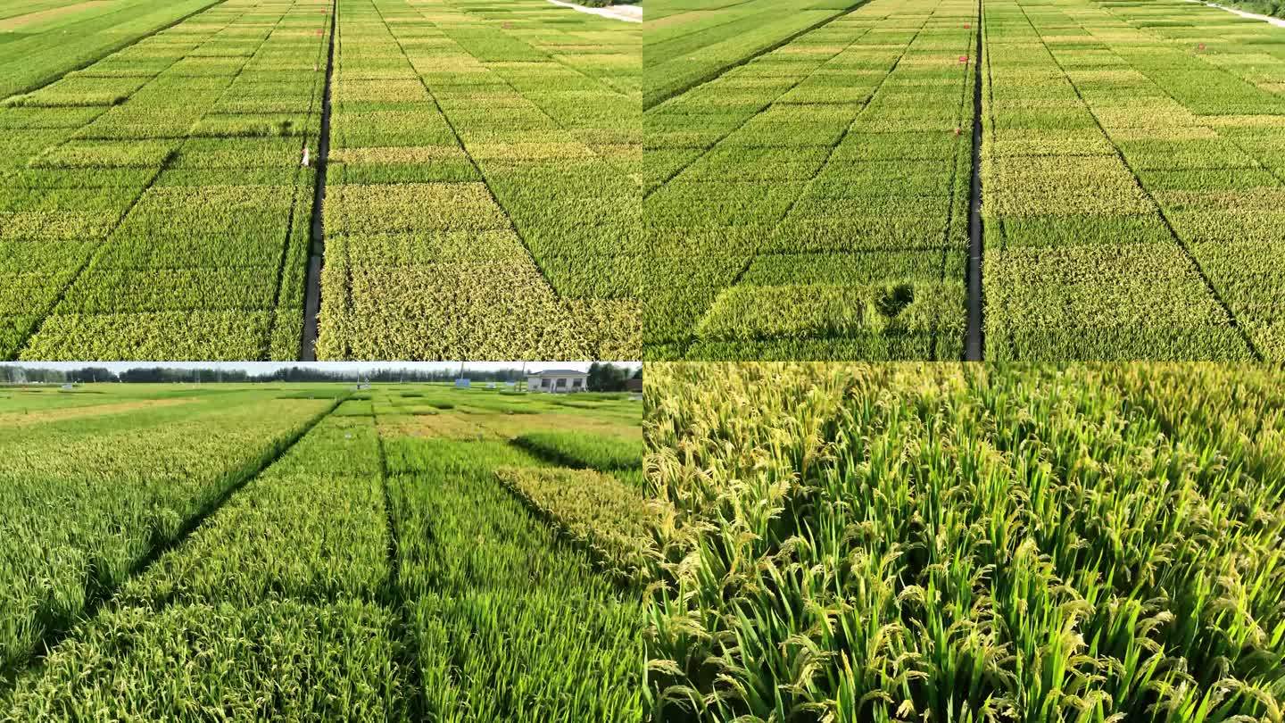农业乡村振兴水稻稻田航拍4K素材