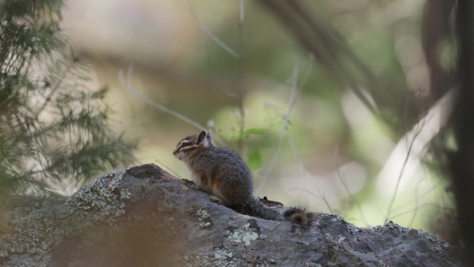 克里夫·花栗鼠，亚利桑那州