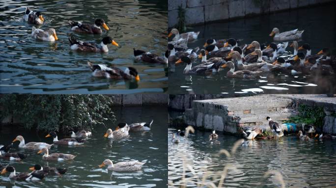 4K一群鸭子在河里觅食