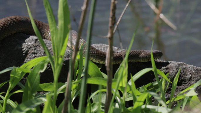 带状水蛇，亚历山大，弗吉尼亚州