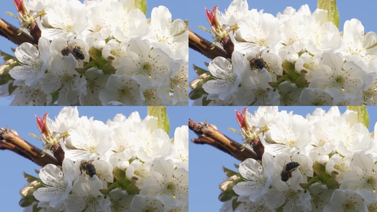 蜜蜂授粉开花的树春天花慢动作大自然夏天美丽的花收集花粉蜜蜂群美丽的树水果花园绿叶白花苹果樱桃李子