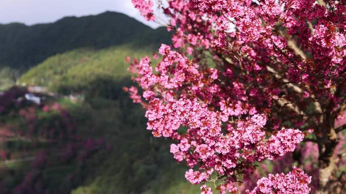 樱花盛开迎风摇曳唯美升格