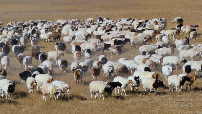 羊群转场牧民放羊