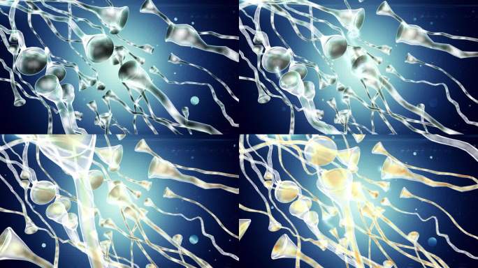 调节修复神经系统