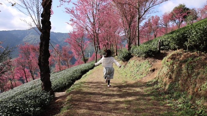 少女在樱花谷茶园奔跑背影慢镜头