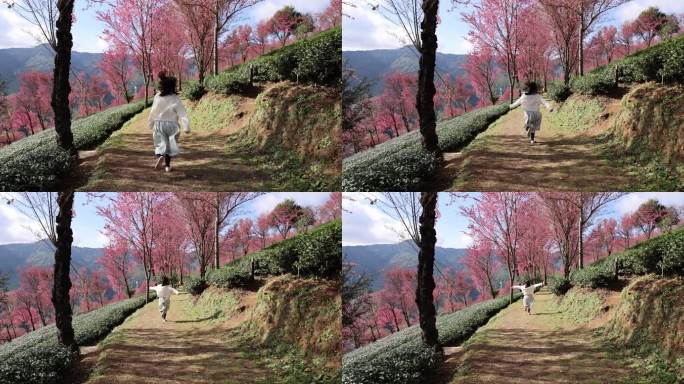 少女在樱花谷茶园奔跑背影慢镜头
