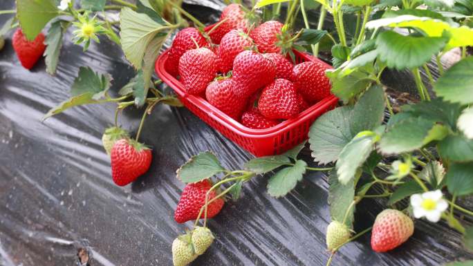 【4K合集】草莓采摘  大棚草莓草莓销售