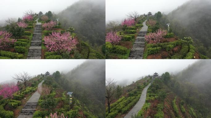 高山茶园