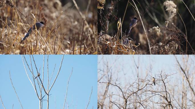 合肥大房郢水库湿地拍摄成群灰喜鹊雪地觅食
