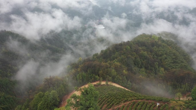 高山茶园