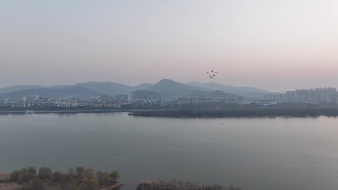 航拍襄阳汉江冬天飞鸟群候鸟生态自然风光