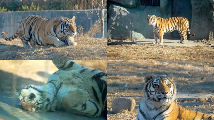 【4K】 老虎 动物园的老虎 老虎打哈欠