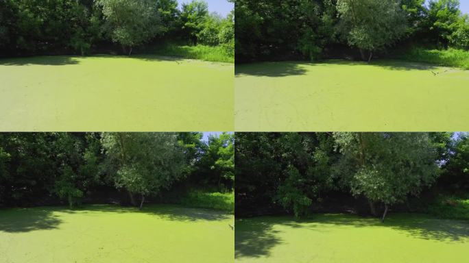 无人机在覆盖着浮萍的绿色湖面上飞行，向鹿奔跑的灌木丛中黑暗的空间滑翔
