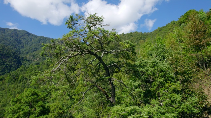 大山森林间的松树（h.265）