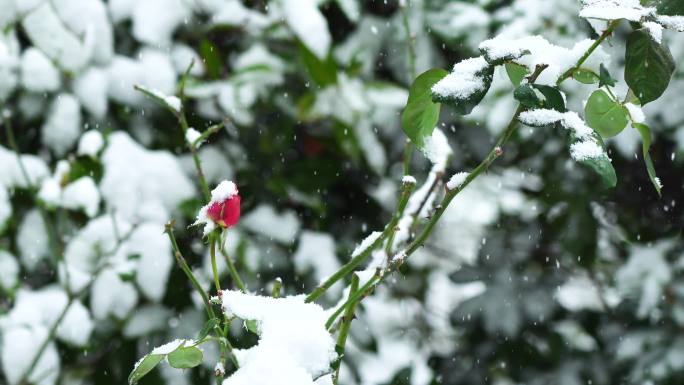 冬天大雪纷飞风雪中的玫瑰花花蕾