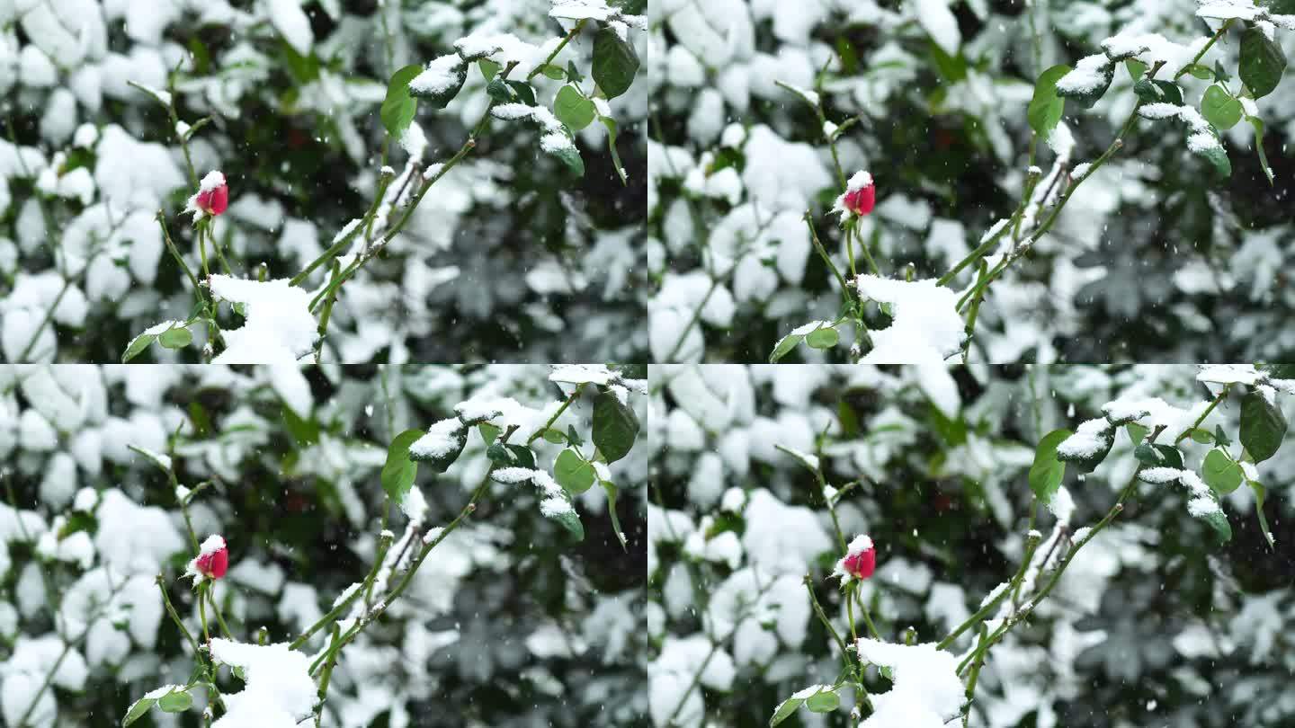冬天大雪纷飞风雪中的玫瑰花花蕾