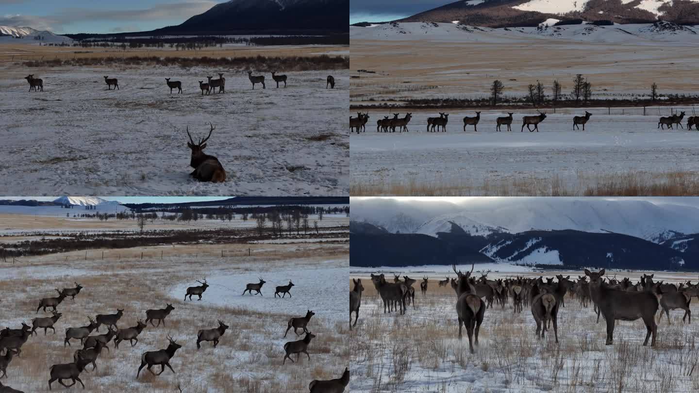 新疆冬季奔跑的野生动物