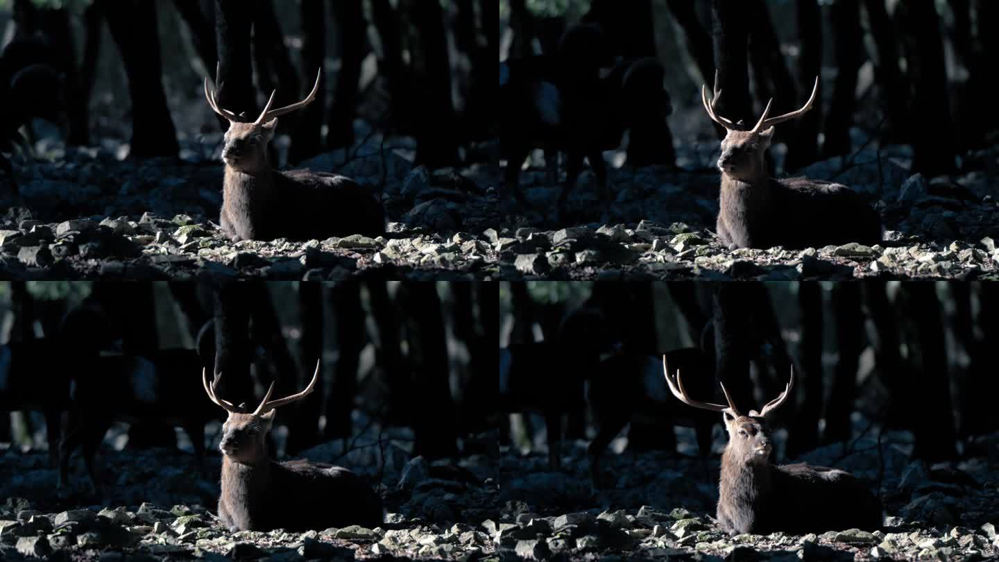 在森林里，一只躺在阳光下的马鹿的慢镜头