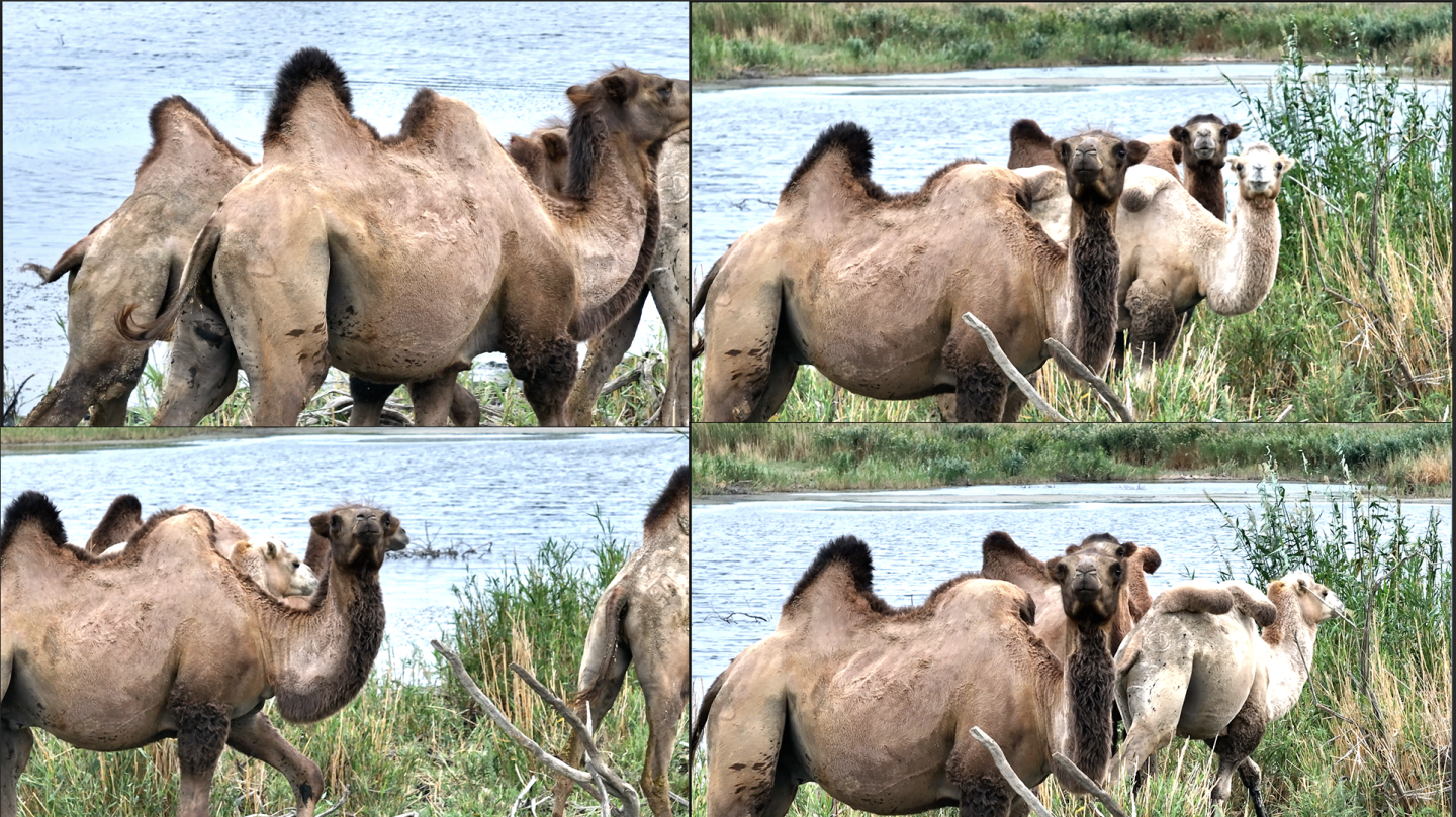 生态环境双峰骆驼在河边遥望 航拍4K骆驼