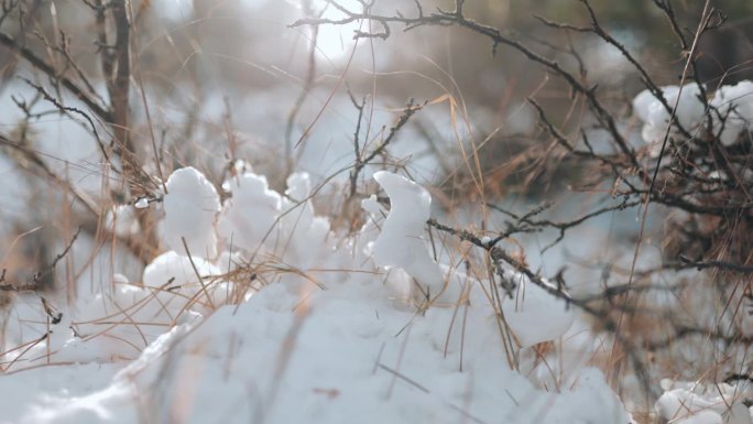 精致的雪花点缀着树枝，把森林变成了冬天的杰作