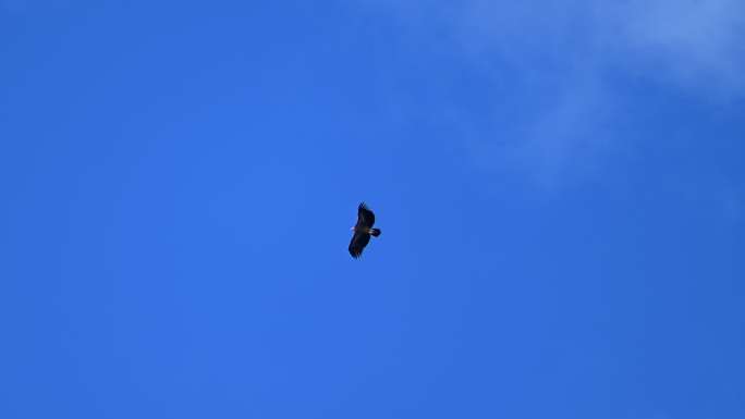 高山兀鹫在蓝天中飞翔