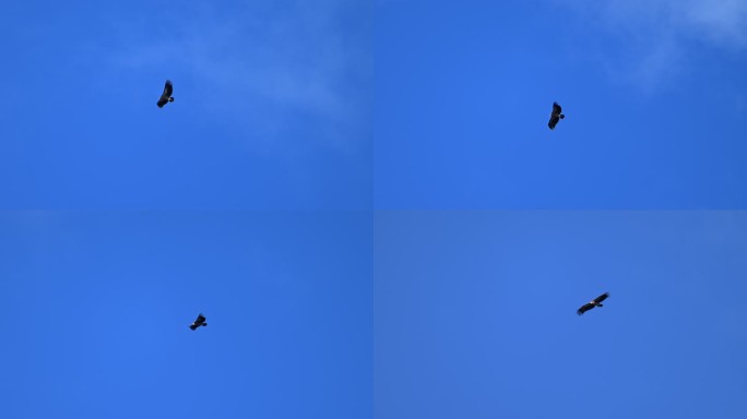 高山兀鹫在蓝天中飞翔