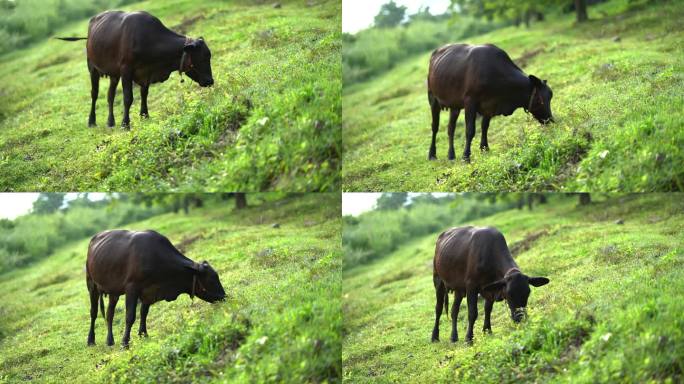 黑牛在田野里吃草