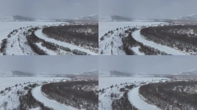 春天雪花飘落湿地红柳