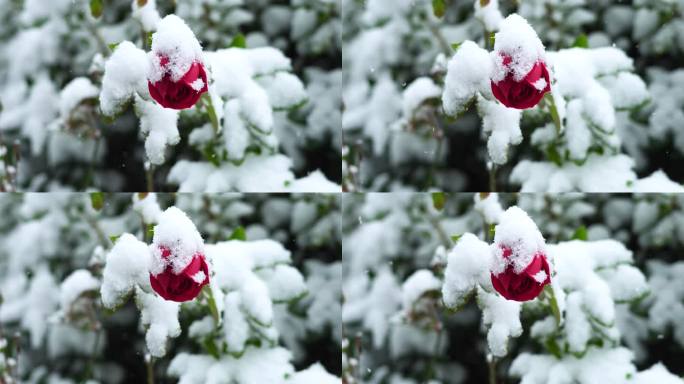 冬天大雪纷飞雪中的玫瑰花花朵