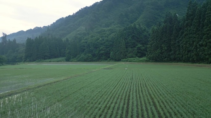 美丽的稻田一字排开，绿油油的植物之间洒满了水。日本的水稻梯田。