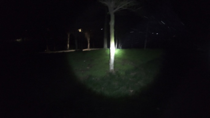 夜晚打着电筒逛公园树林