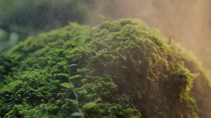 【4K】森林植被阳光雨露土壤湿润孕育生命