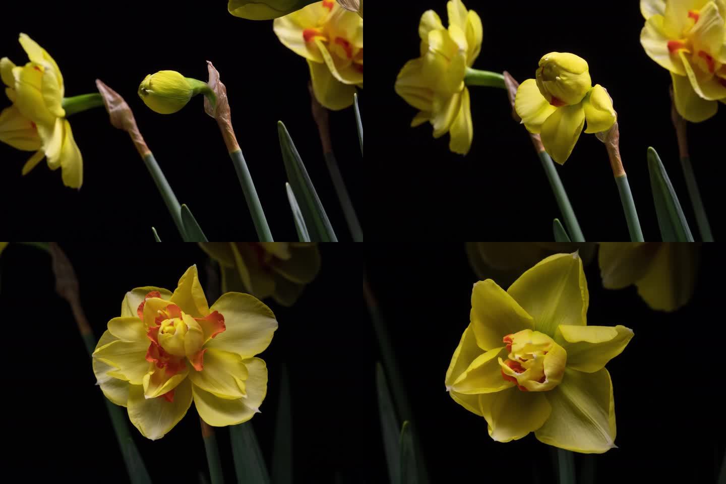 4K+水仙花盛开过程延时摄影花开花落过程